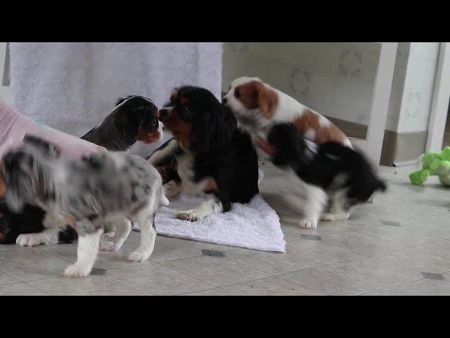 Comet video thumbnail