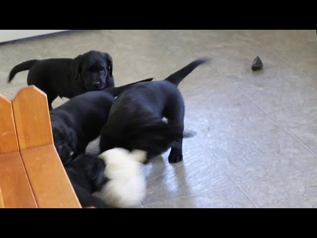 Comet video thumbnail