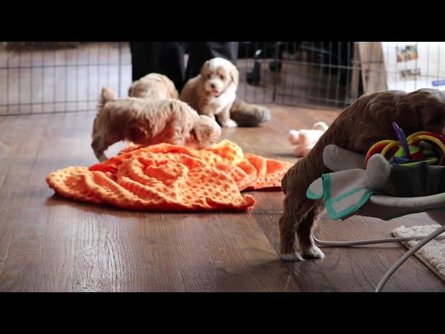Percy video thumbnail