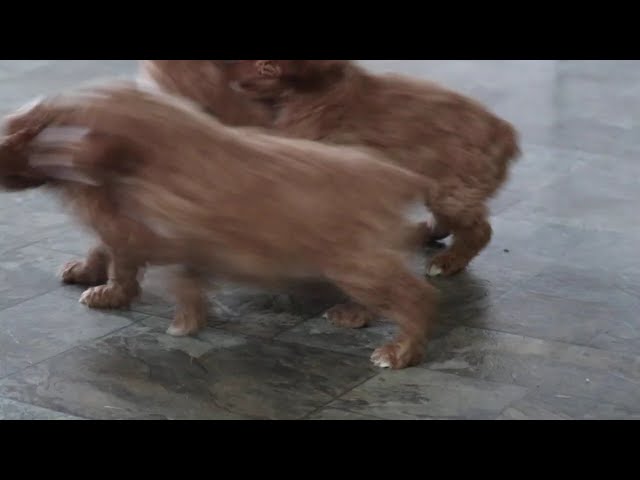 Maggie video thumbnail