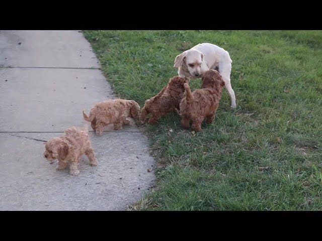 Daisy video thumbnail