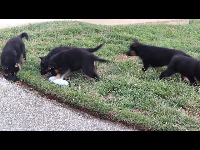Bubba video thumbnail