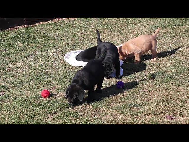 Lucy video thumbnail