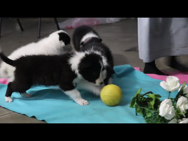 Darla video thumbnail