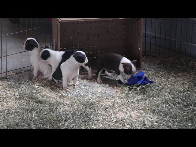Sweetie video thumbnail