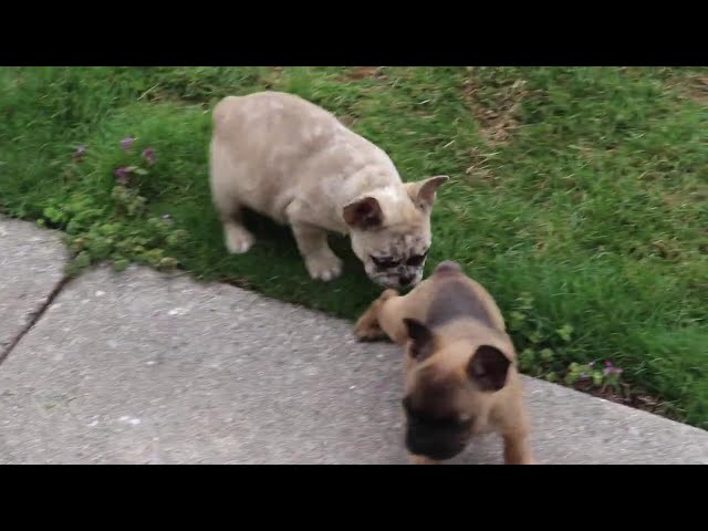Braxton video thumbnail