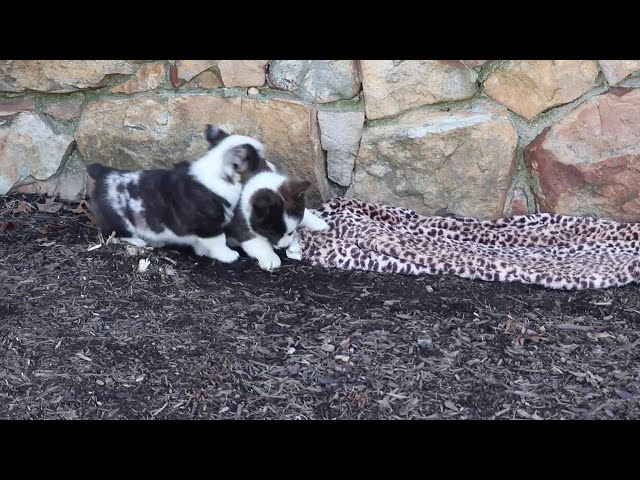 Joey video thumbnail