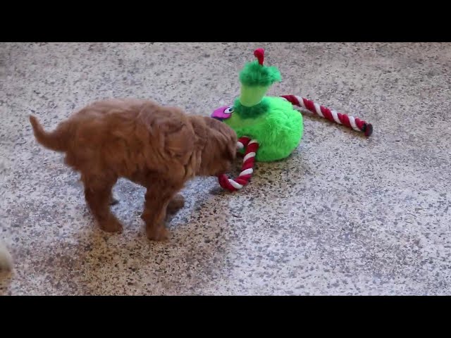 Muffin video thumbnail