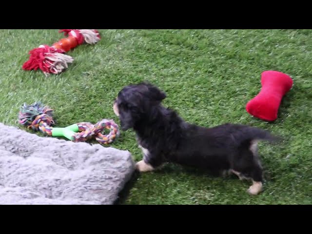 Benji video thumbnail