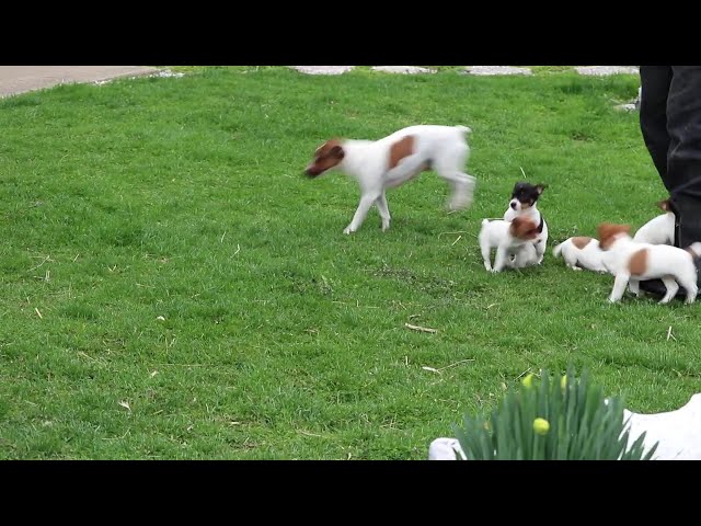 Polly video thumbnail