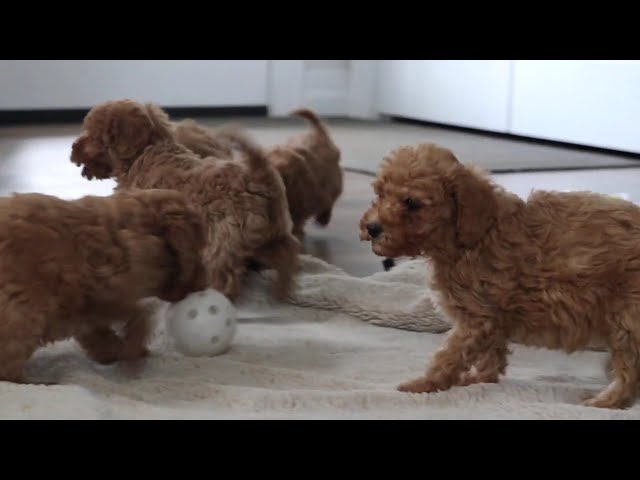 Macey video thumbnail