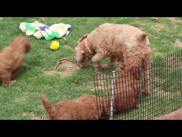 Pickles video thumbnail