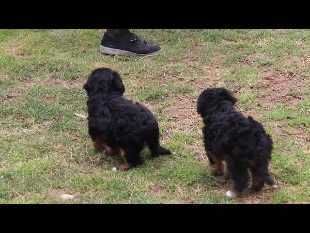 Pupcake video thumbnail