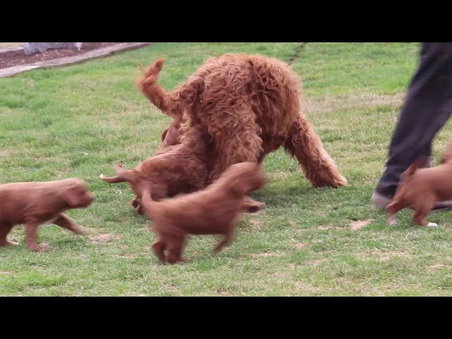Audrey video thumbnail