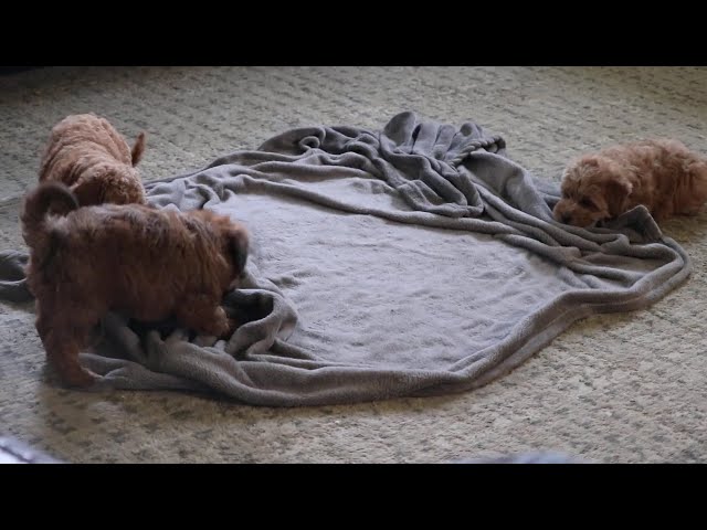 Muffin video thumbnail