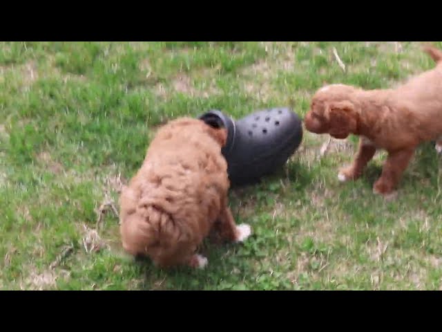 Fudge video thumbnail