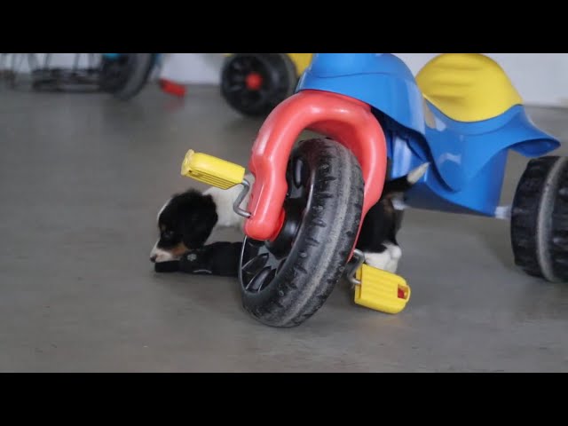 Chase video thumbnail