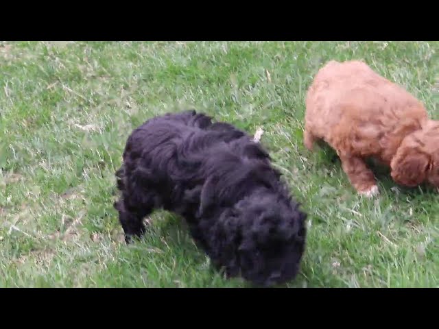 Lovey video thumbnail