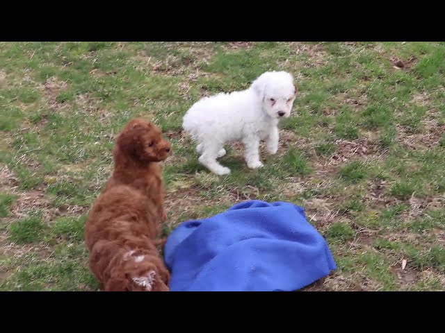 Briella video thumbnail
