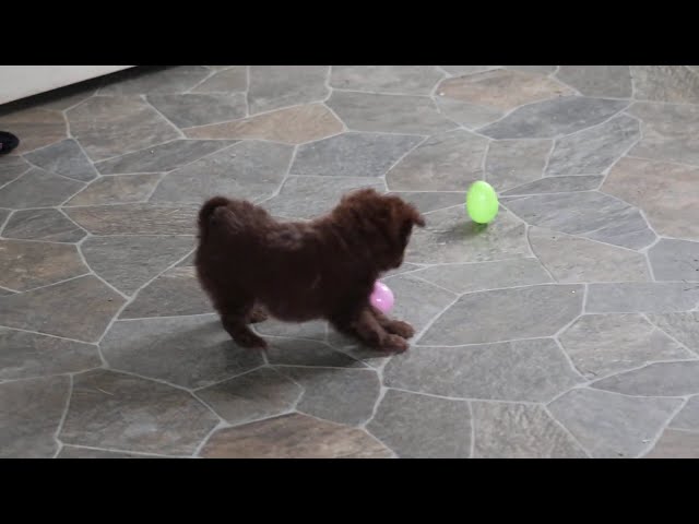 Pupcake video thumbnail
