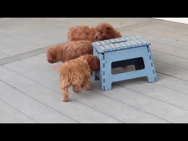 Bugs video thumbnail