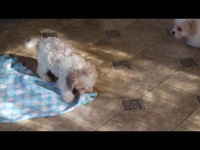 Bayla video thumbnail