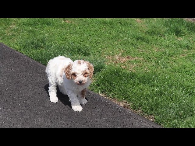 Dixie video thumbnail