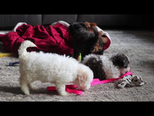 Marty video thumbnail