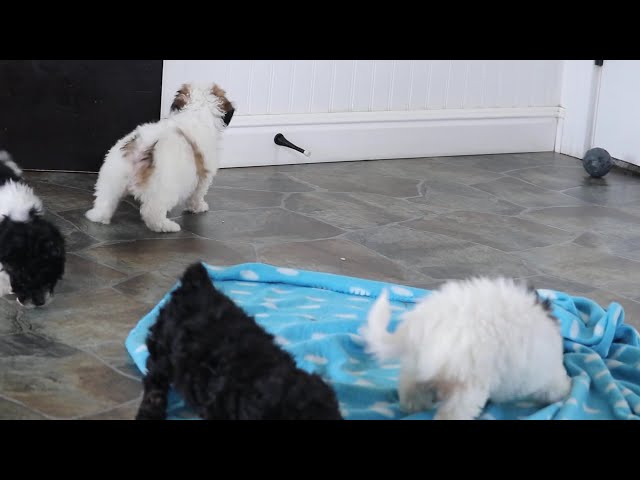 Domino video thumbnail