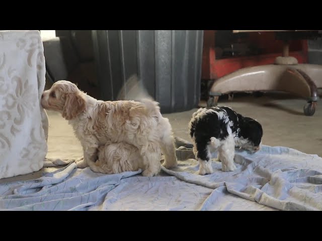Cooper video thumbnail