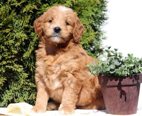 Sean Goldendoodle