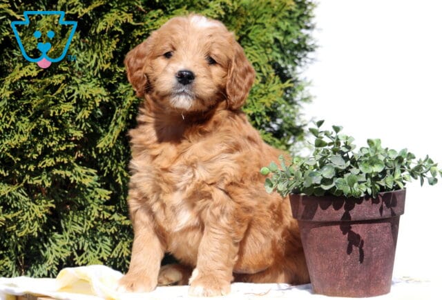 Sean Goldendoodle image