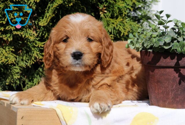 Sean Goldendoodle2 image
