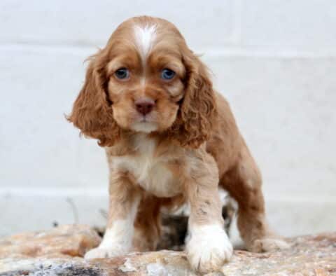 Sergio Cocker Spaniel