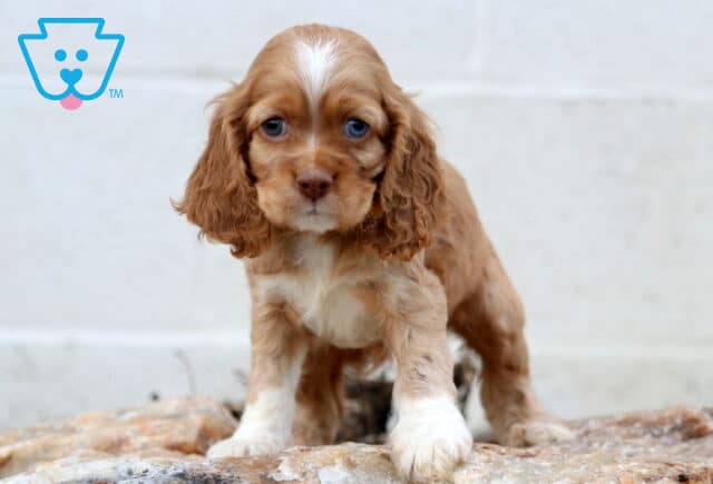 Sergio Cocker Spaniel image