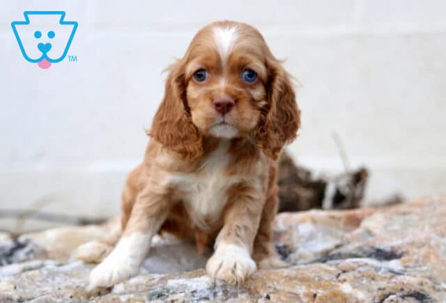 Sergio Cocker Spaniel2 image