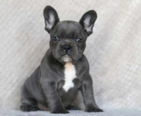 Sergio Frenchie