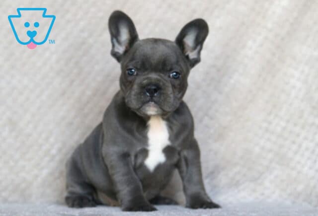 Sergio Frenchie image