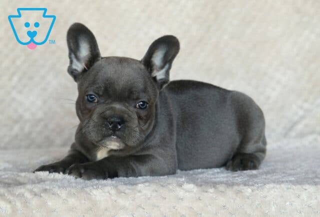 Sergio Frenchie2 image