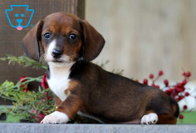 Sergio Mini Dachshund