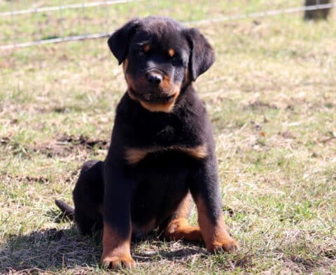 Sergio Rottie