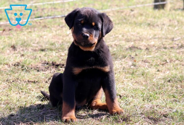 Sergio Rottie image
