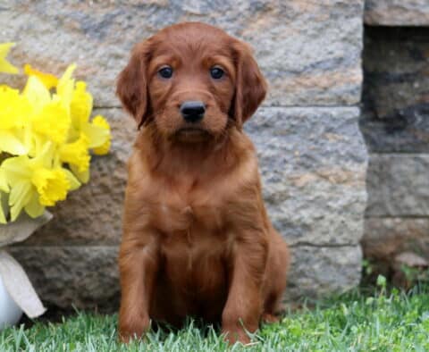 Sergio Setter
