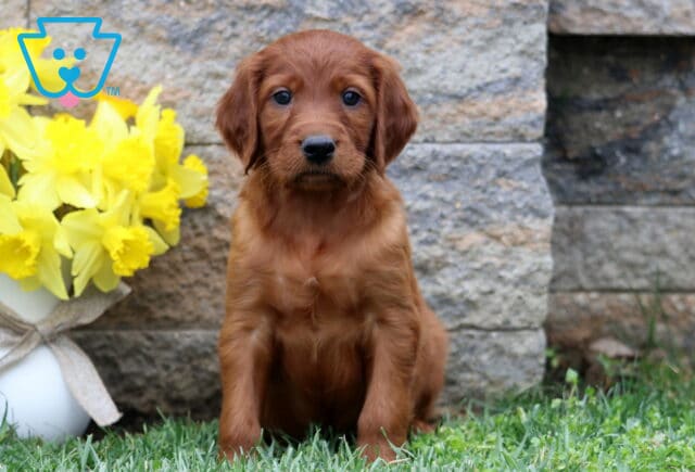 Sergio Setter image