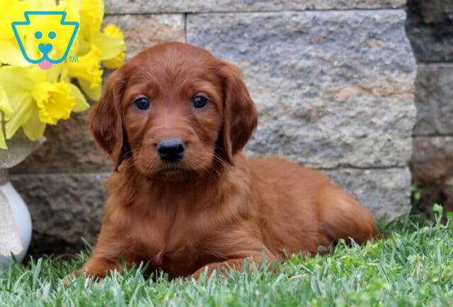 Sergio Setter2 image