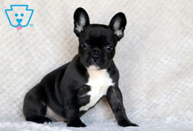Seth Frenchie image