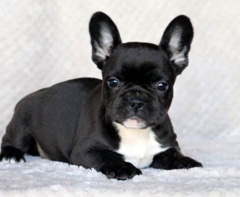Seth Frenchie2
