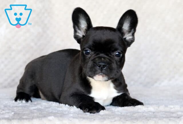 Seth Frenchie2 image