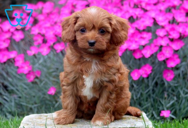 Shadow Cavapoo 1-001