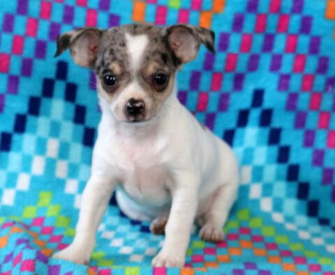Shadow Chihuahua2